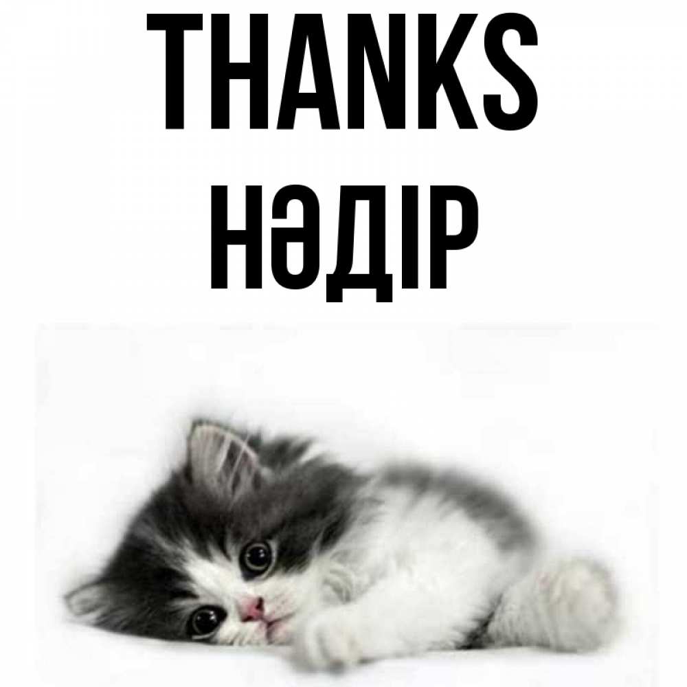 Greetings card с именем, НӘДІР Thanks черный и белый кот Greetings with text for free download 