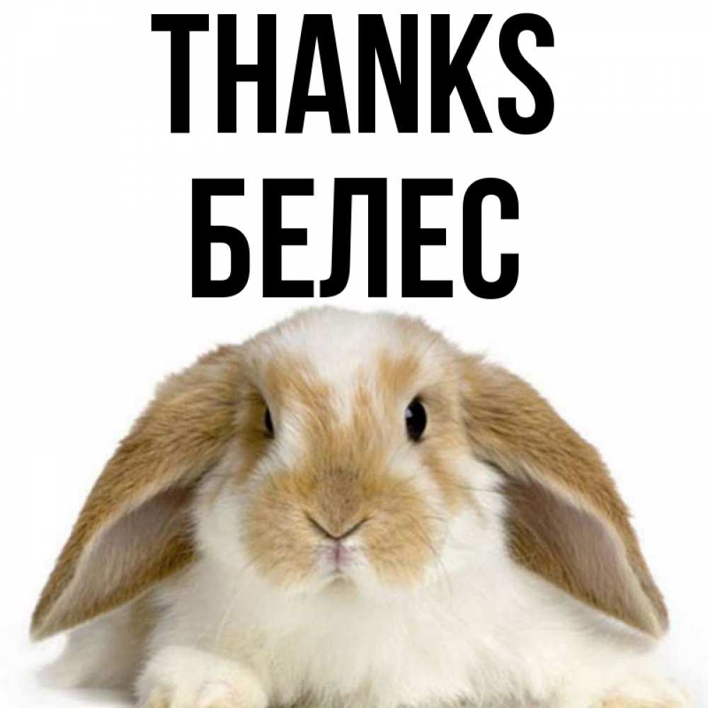 Greetings card с именем, Белес Thanks коричнево белый заяц Greetings with text for free download 