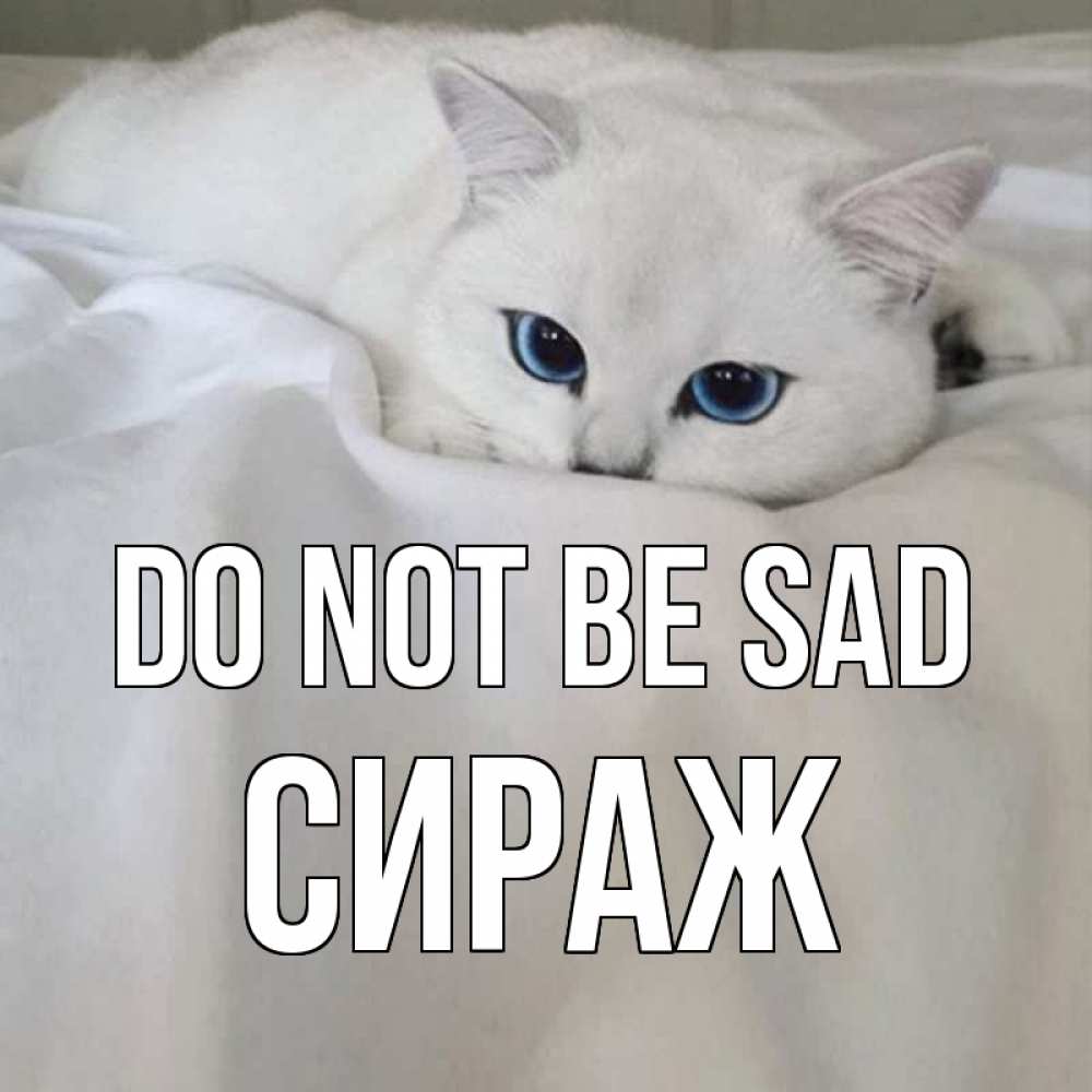 Greetings card с именем, СИРАЖ Do not be sad белый кот с голубыми глазами на белоснежной кровати Greetings with text for free download 