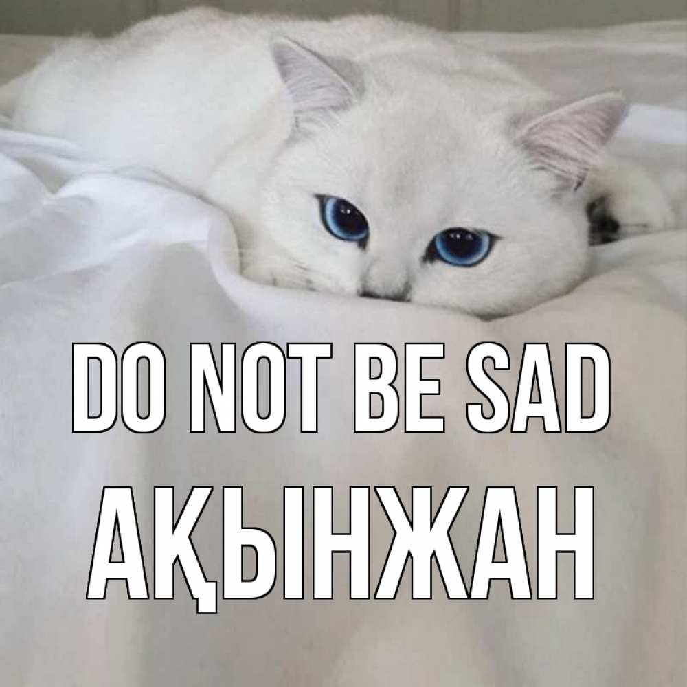 Greetings card с именем, Ақынжан Do not be sad белый кот с голубыми глазами на белоснежной кровати Greetings with text for free download 