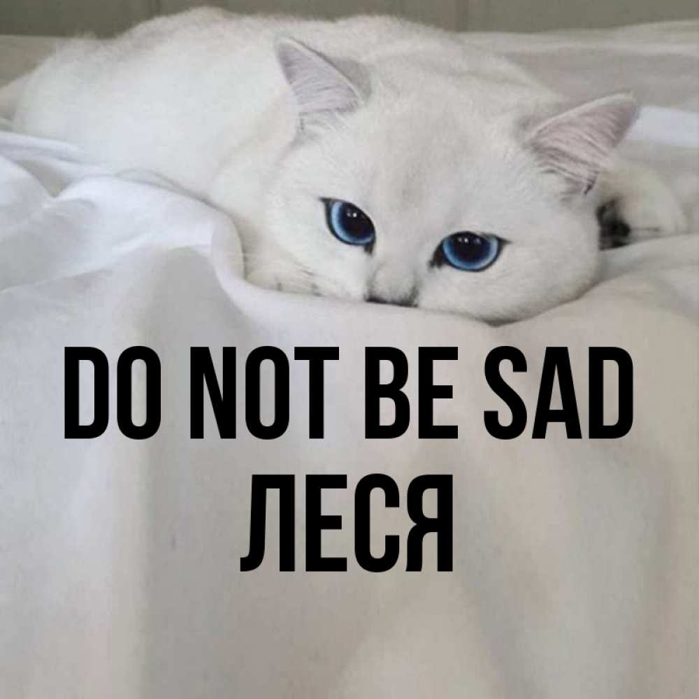 Greetings card с именем, Леся Do not be sad Голубоглазая кошка Greetings with text for free download 