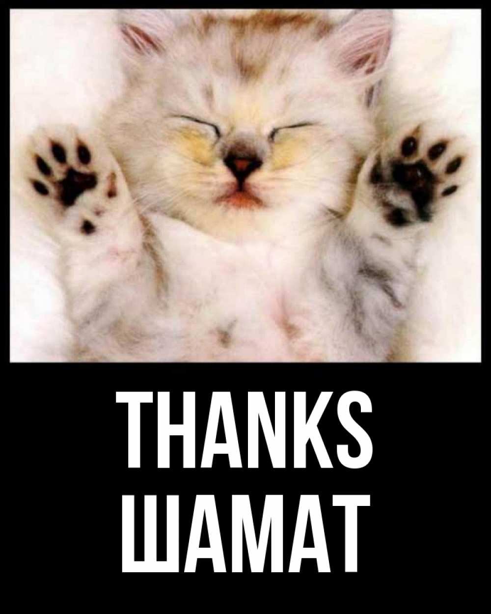 Greetings card с именем, ШАМАТ Thanks маленький котенок Greetings with text for free download 