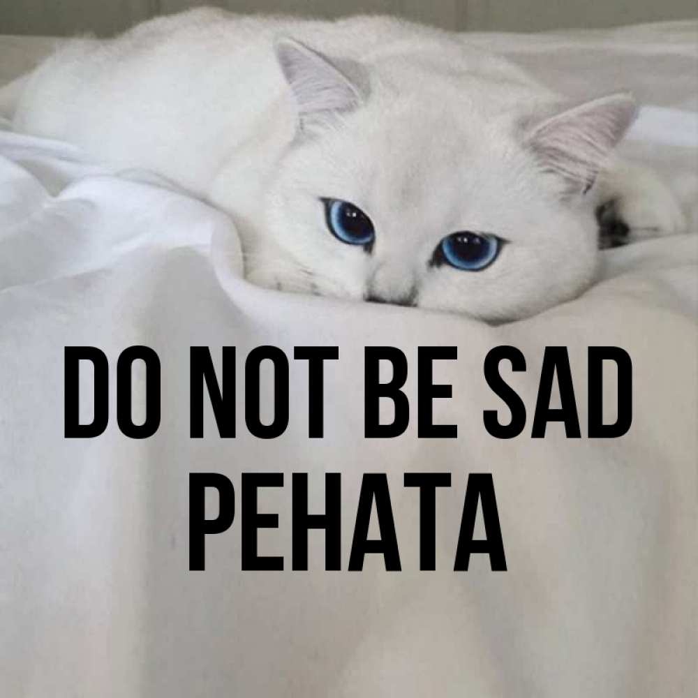 Greetings card с именем, Рената Do not be sad Голубоглазая кошка Greetings with text for free download 