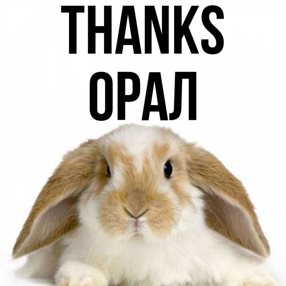 Greetings card с именем, ОРАЛ Thanks коричнево белый заяц Greetings with text for free download 