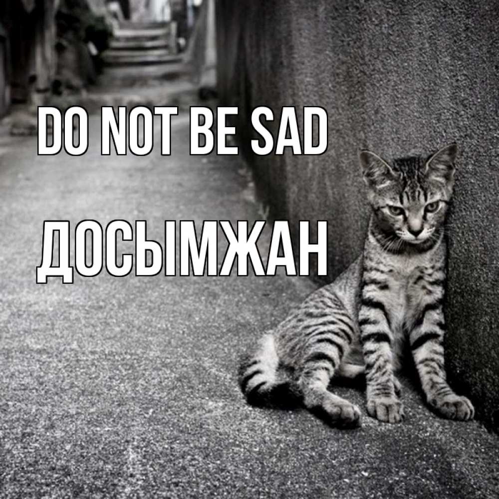 Greetings card с именем, Досымжан Do not be sad скучающий котик Greetings with text for free download 