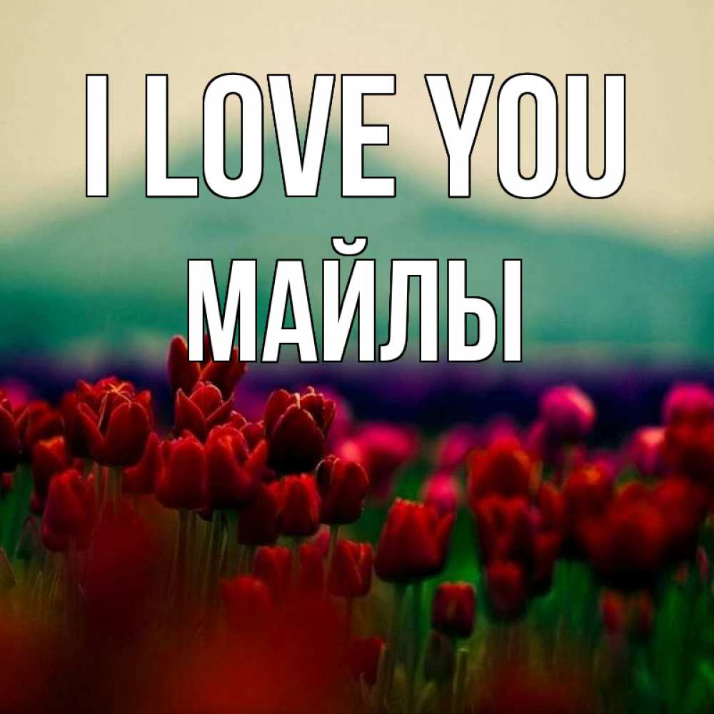 Greetings card с именем, МАЙЛЫ I love you тюльпаны 4 Greetings with text for free download 