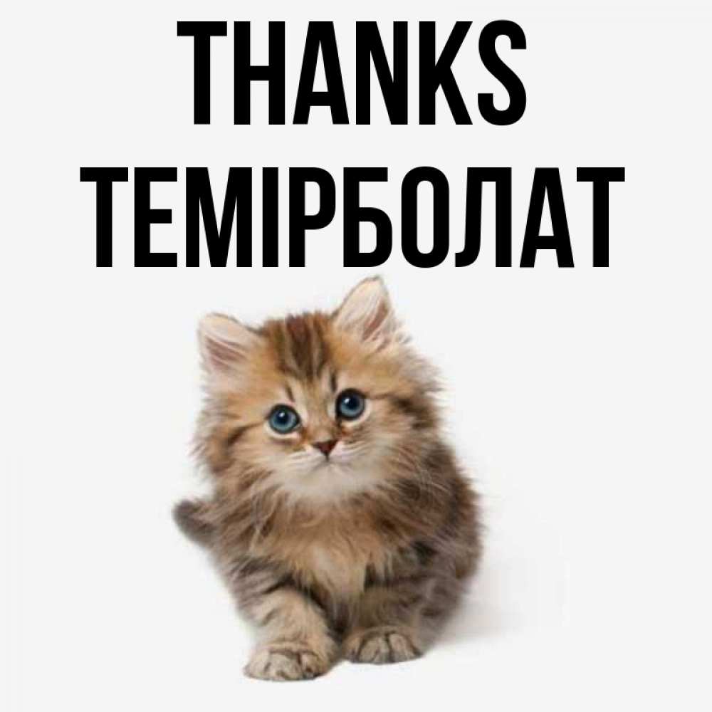 Greetings card с именем, ТЕМІРБОЛАТ Thanks пушистый котик Greetings with text for free download 