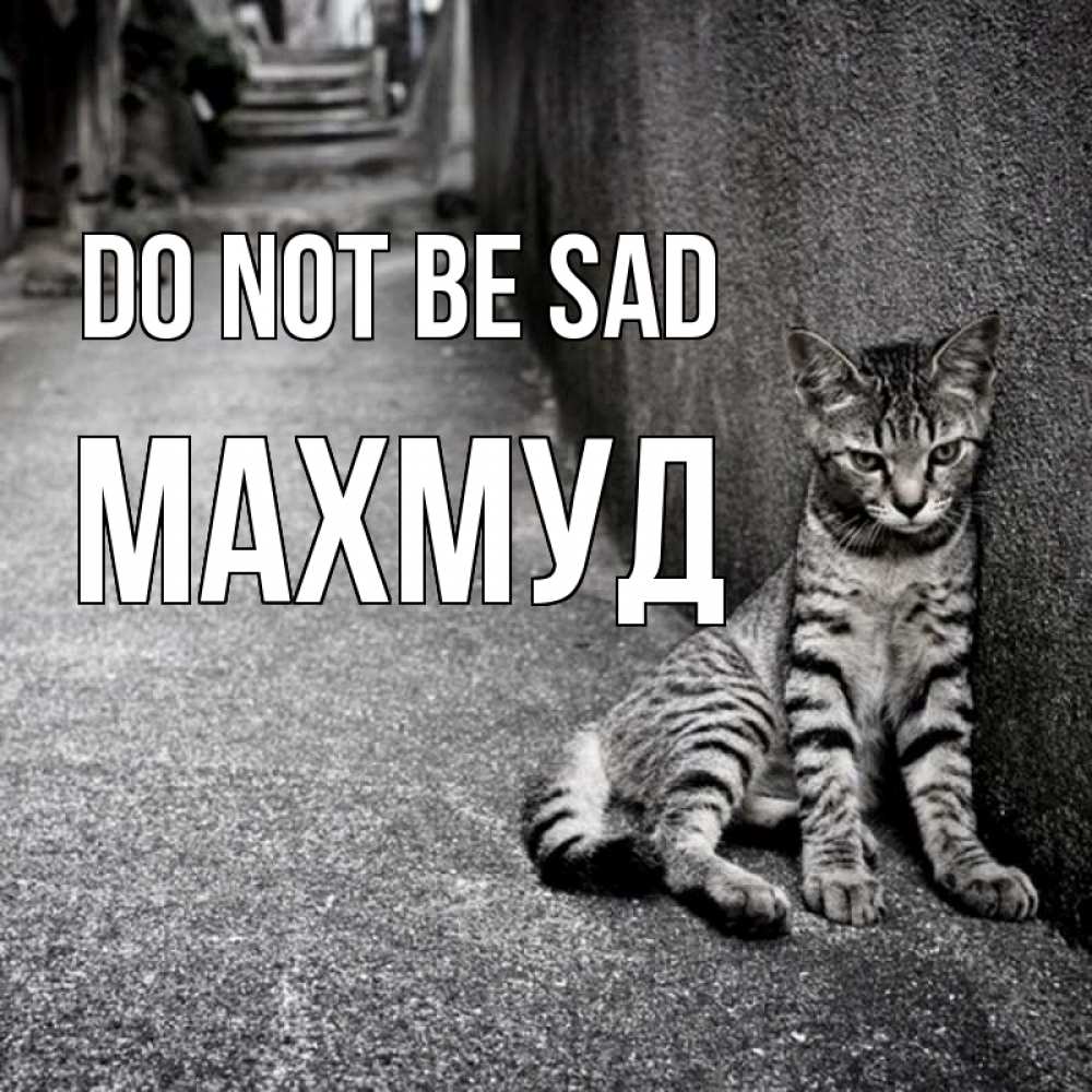 Greetings card с именем, Махмуд Do not be sad скучающий котик Greetings with text for free download 