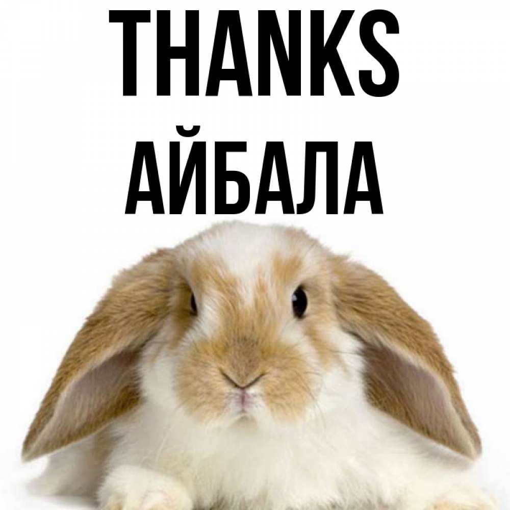 Greetings card с именем, Айбала Thanks коричнево белый заяц Greetings with text for free download 