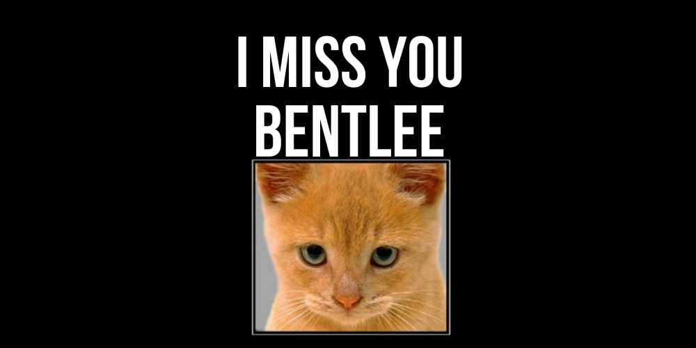 Greetings card с именем, Bentlee I miss you открытки рыжий котенок скучает по тебе Greetings with text for free download 