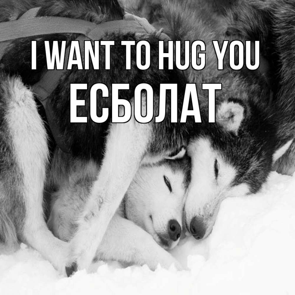 Greetings card с именем, Есболат I want to hug you собачки в упряжке Greetings with text for free download 