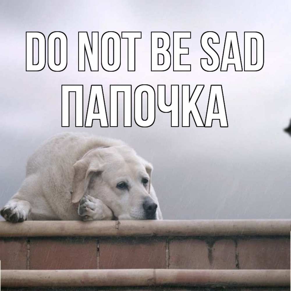Greetings card с именем, Папочка Do not be sad белый пес 1 Greetings with text for free download 