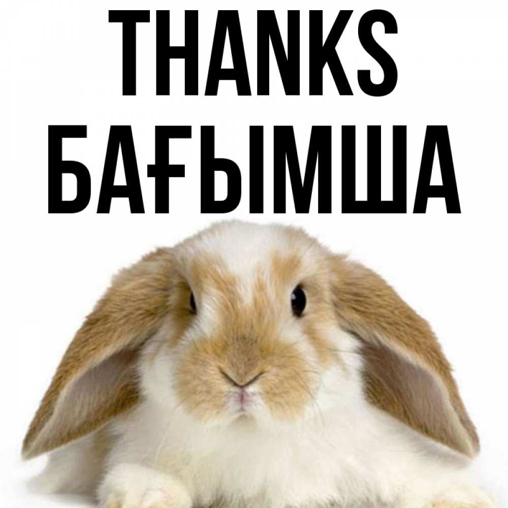 Greetings card с именем, БАҒЫМША Thanks коричнево белый заяц Greetings with text for free download 