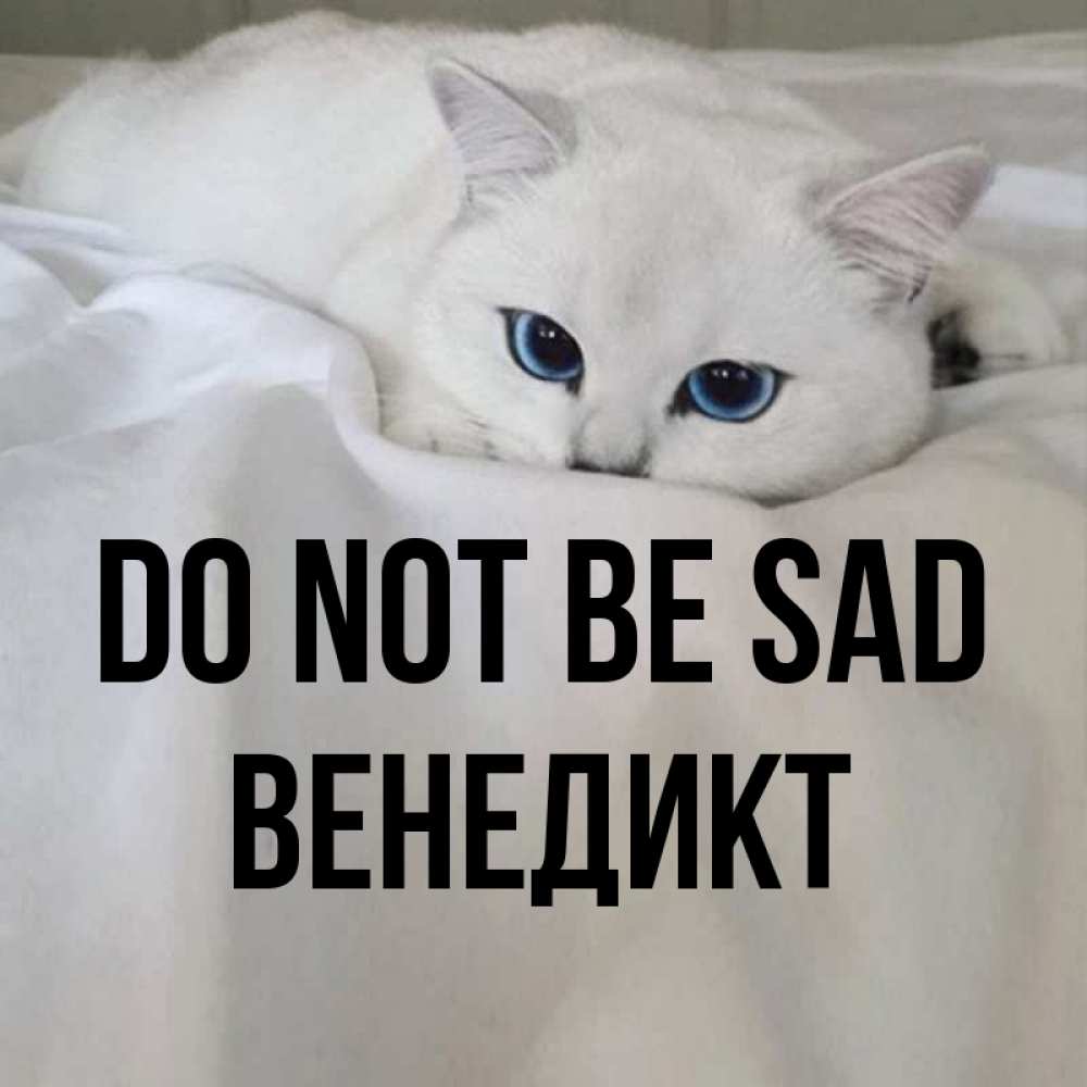 Greetings card с именем, Венедикт Do not be sad Голубоглазая кошка Greetings with text for free download 