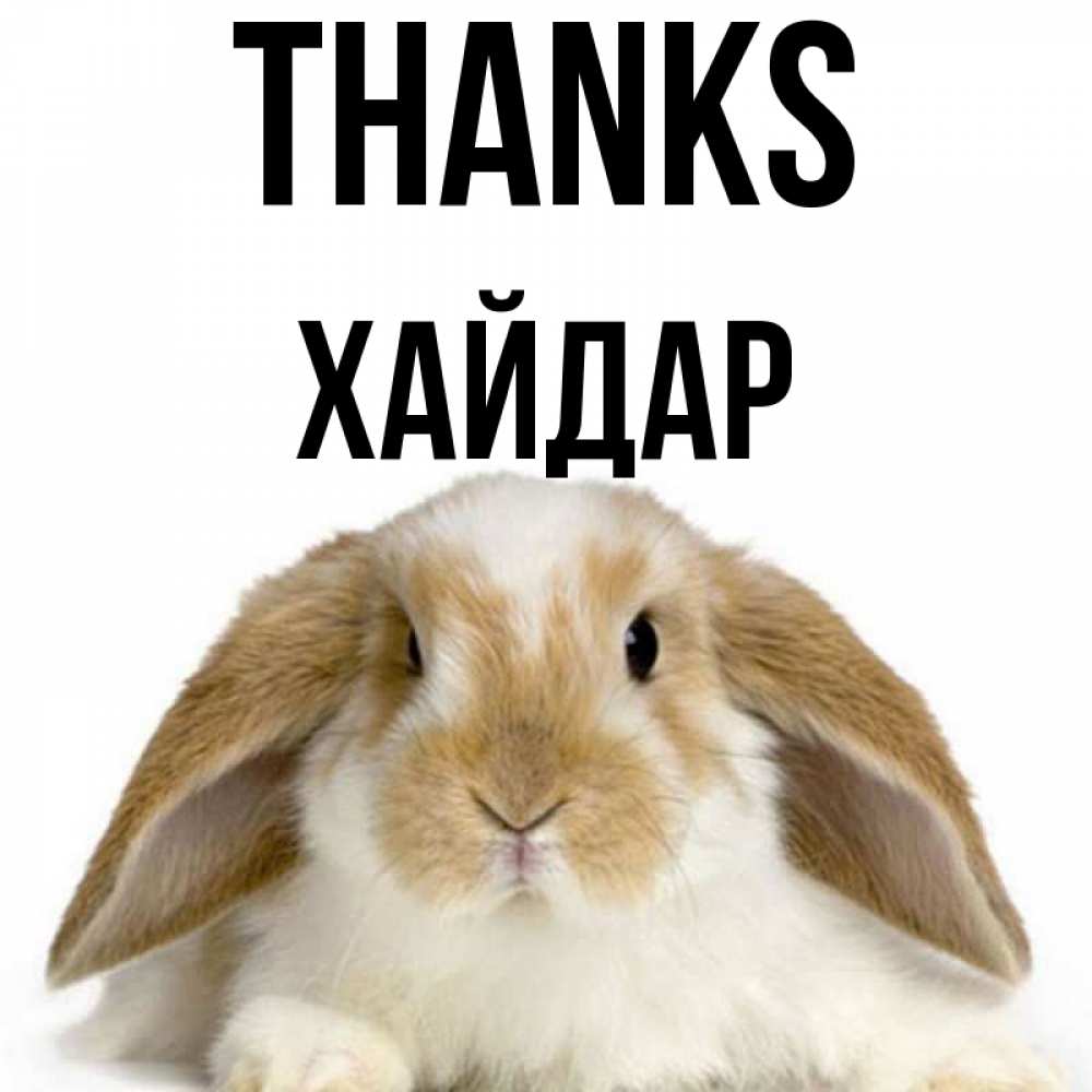 Greetings card с именем, ХАЙДАР Thanks коричнево белый заяц Greetings with text for free download 