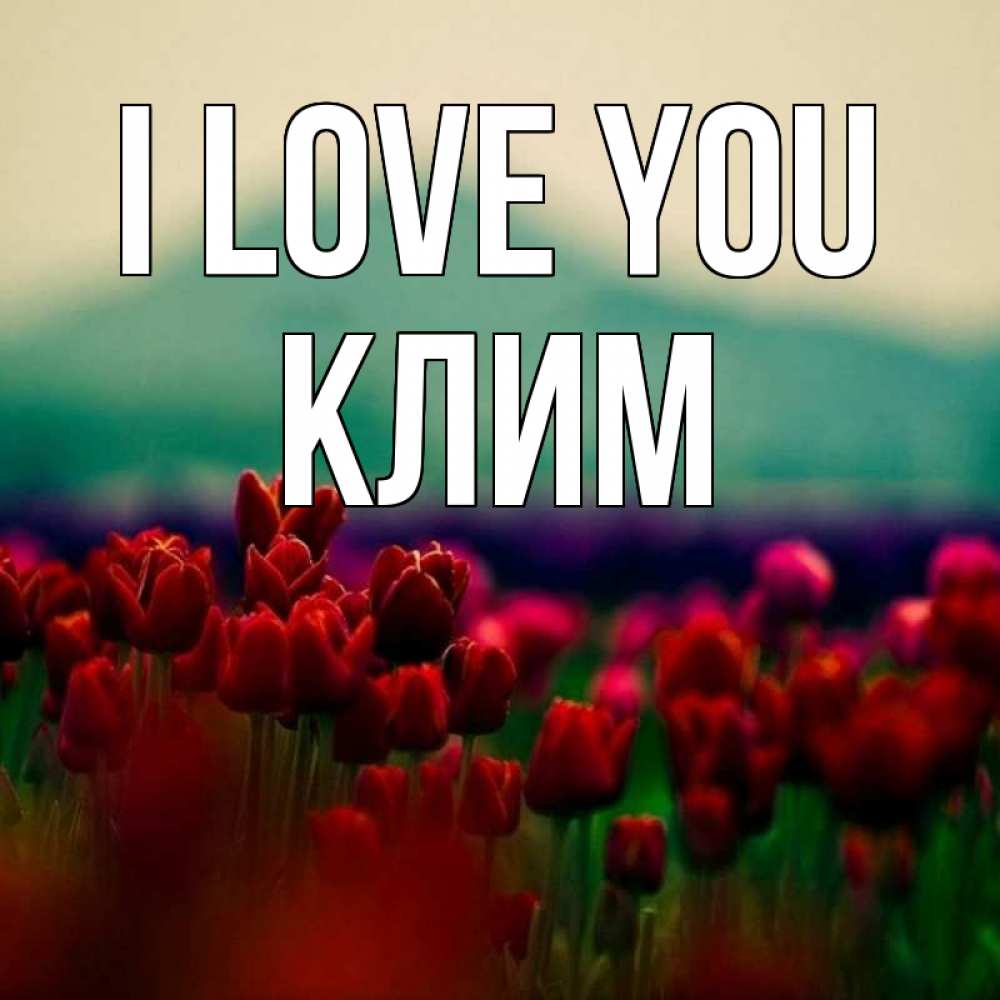 Greetings card с именем, Клим I love you тюльпаны 4 Greetings with text for free download 