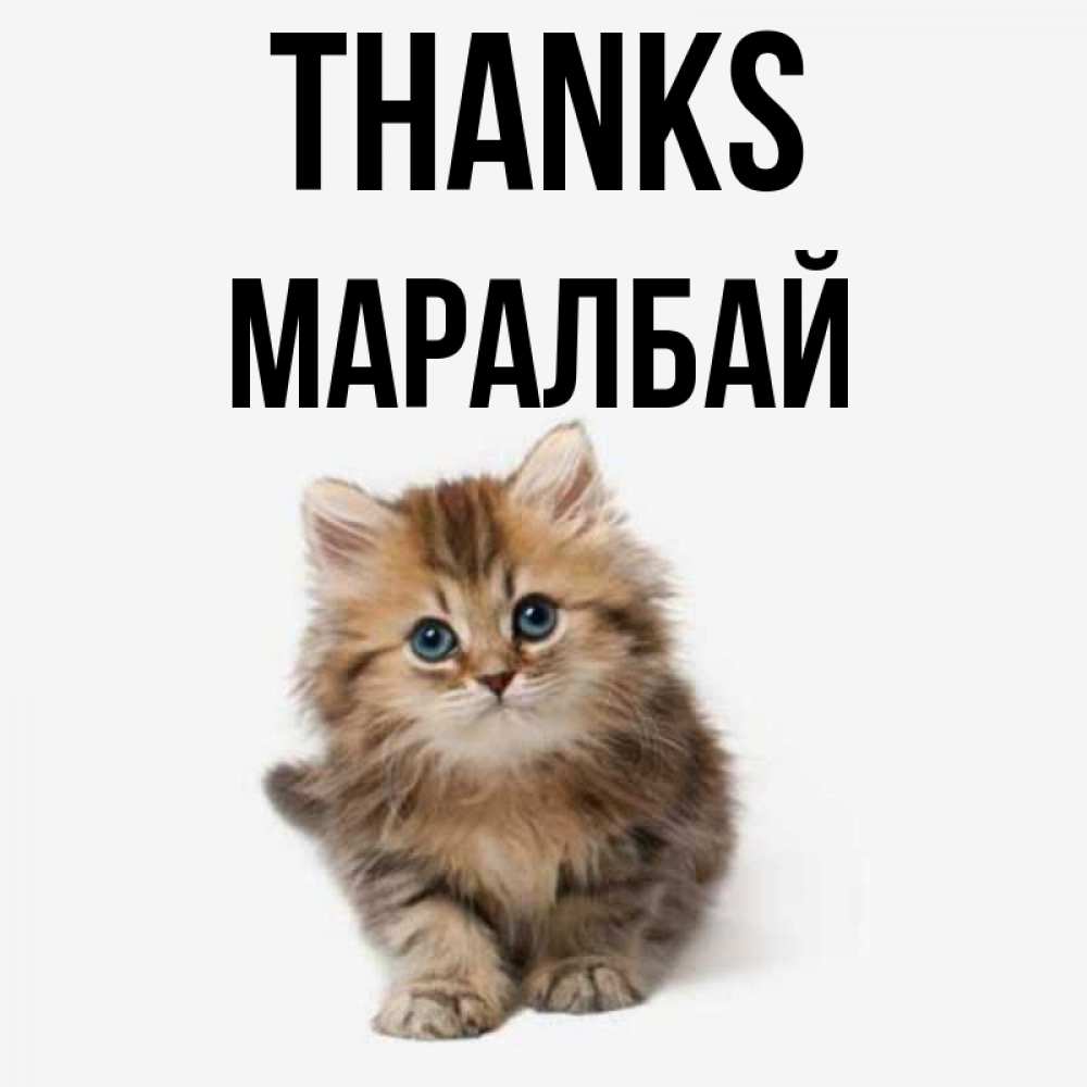 Greetings card с именем, МАРАЛБАЙ Thanks пушистый котик Greetings with text for free download 