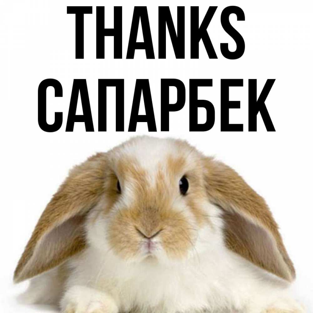 Greetings card с именем, САПАРБЕК Thanks коричнево белый заяц Greetings with text for free download 