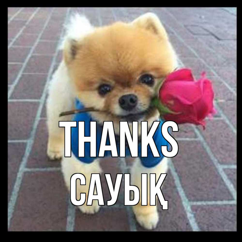 Greetings card с именем, САУЫҚ Thanks спасибо и дарю тебе цветок Greetings with text for free download 