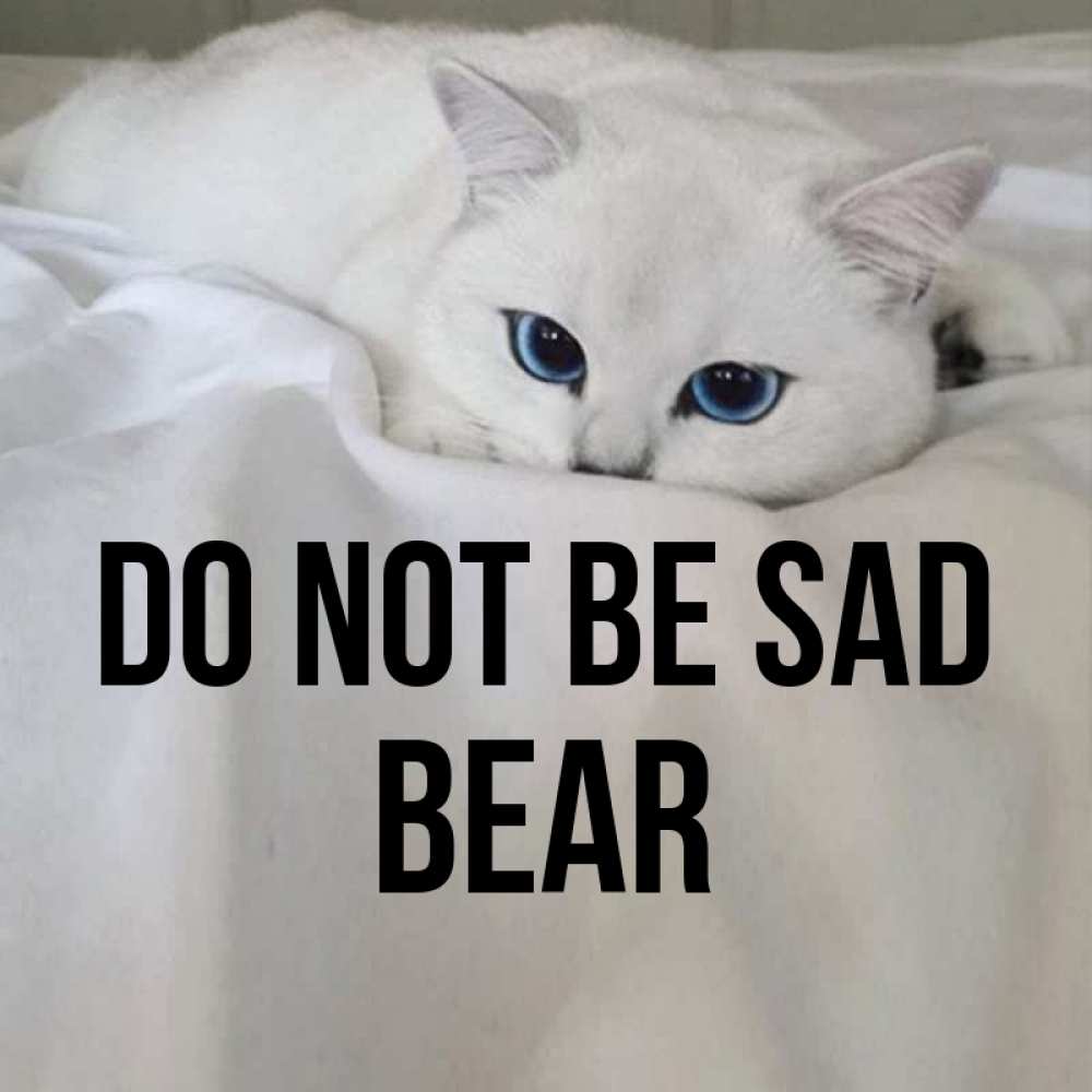 Greetings card с именем, Bear Do not be sad Голубоглазая кошка Greetings with text for free download 