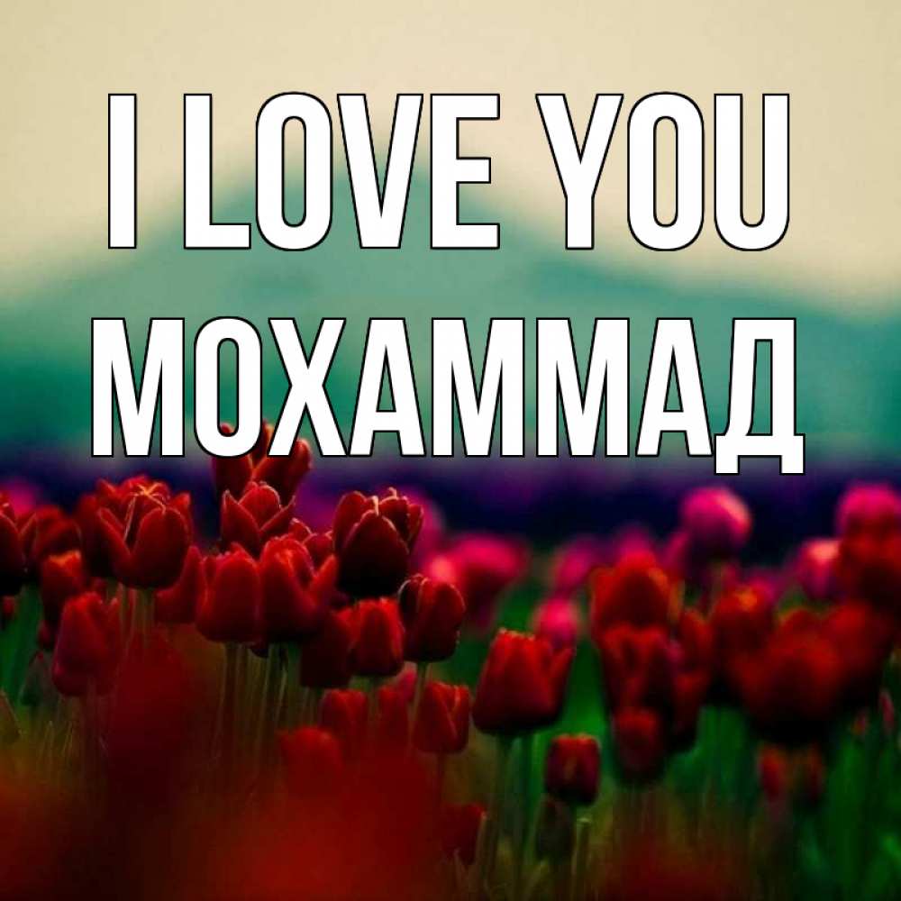 Greetings card с именем, Мохаммад I love you тюльпаны 4 Greetings with text for free download 