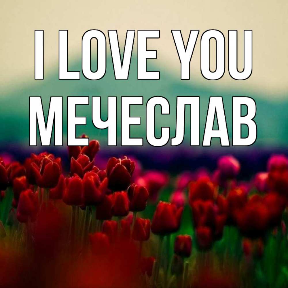 Greetings card с именем, Мечеслав I love you тюльпаны 4 Greetings with text for free download 