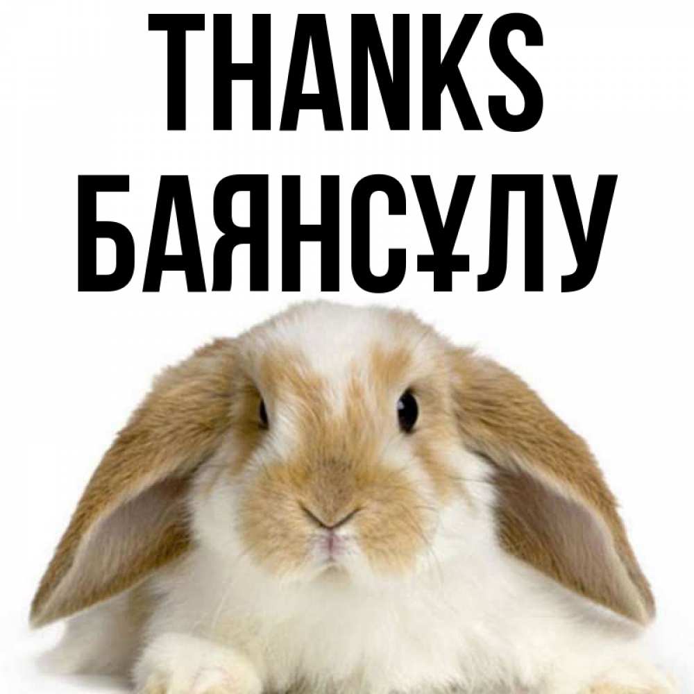 Greetings card с именем, БАЯНСҰЛУ Thanks коричнево белый заяц Greetings with text for free download 
