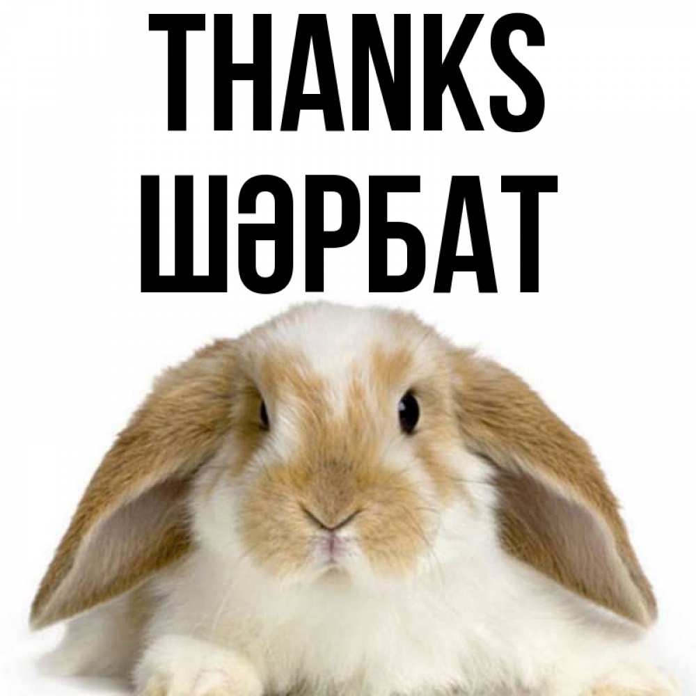 Greetings card с именем, ШӘРБАТ Thanks коричнево белый заяц Greetings with text for free download 