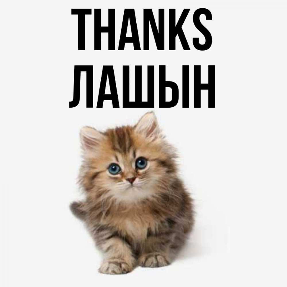 Greetings card с именем, ЛАШЫН Thanks пушистый котик Greetings with text for free download 
