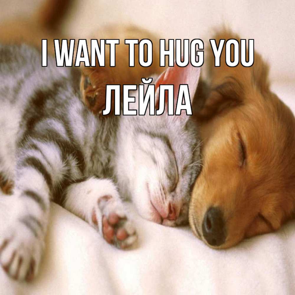Greetings card с именем, Лейла I want to hug you пес и котенок Greetings with text for free download 