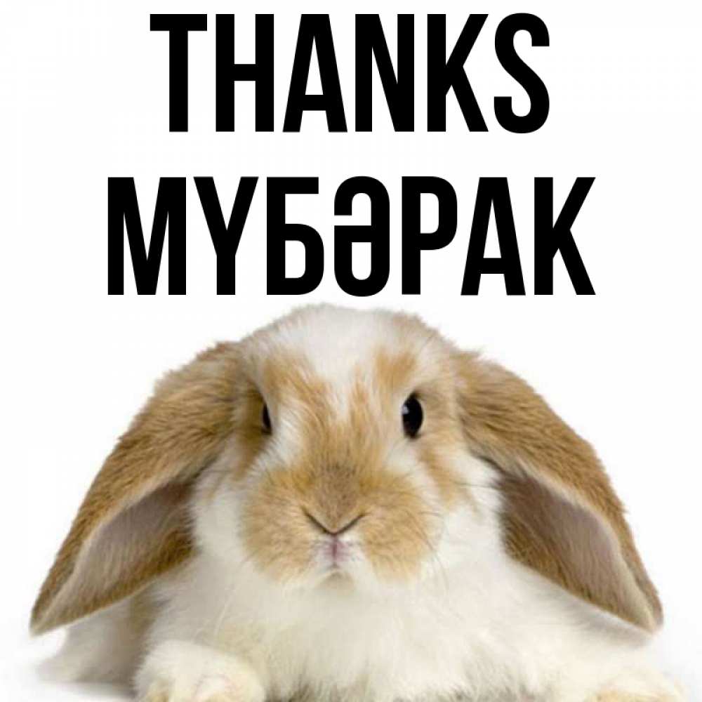 Greetings card с именем, МҮБӘРАК Thanks коричнево белый заяц Greetings with text for free download 