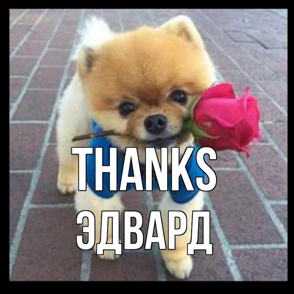 Greetings card с именем, Эдвард Thanks спасибо и дарю тебе цветок Greetings with text for free download 