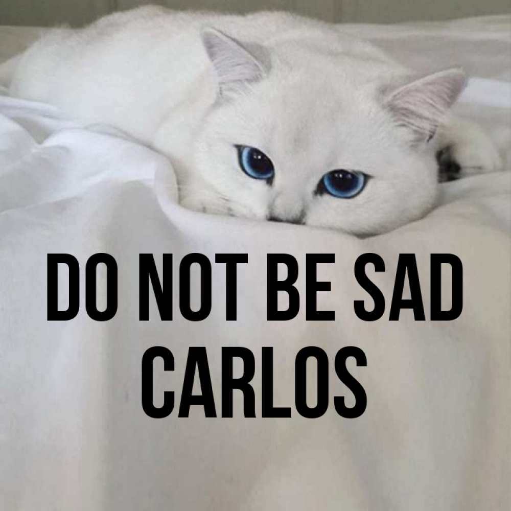 Greetings card с именем, Carlos Do not be sad Голубоглазая кошка Greetings with text for free download 