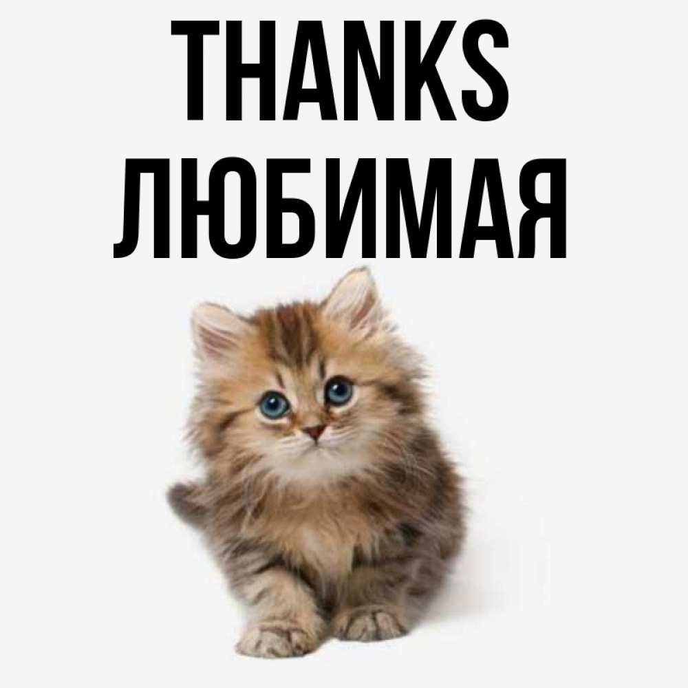 Greetings card с именем, Любимая Thanks пушистый котик Greetings with text for free download 