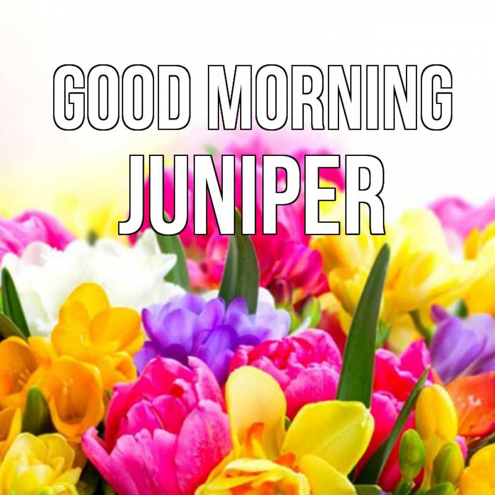 Greetings card с именем, Juniper Good morning создать открытку со свое подписью Greetings with text for free download 