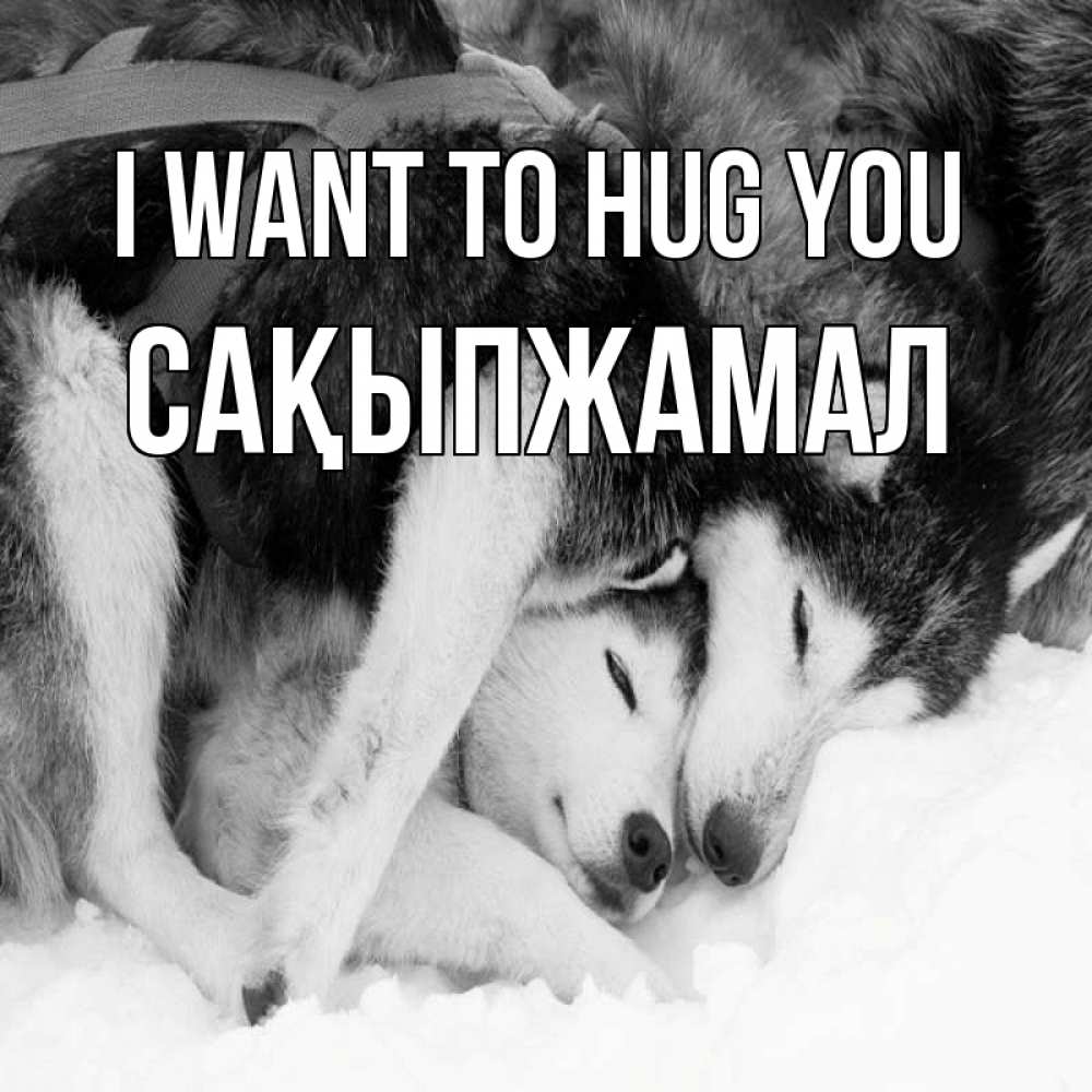 Greetings card с именем, САҚЫПЖАМАЛ I want to hug you собачки в упряжке Greetings with text for free download 