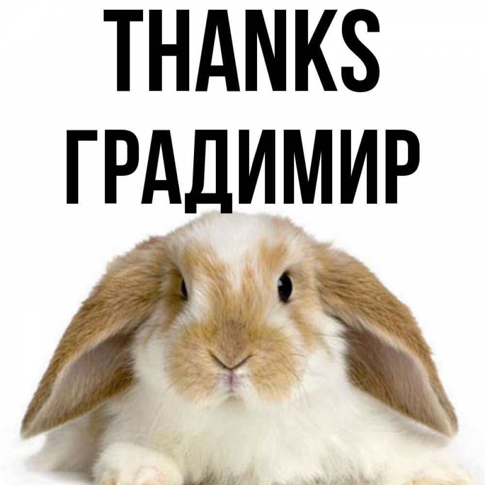 Greetings card с именем, Градимир Thanks коричнево белый заяц Greetings with text for free download 