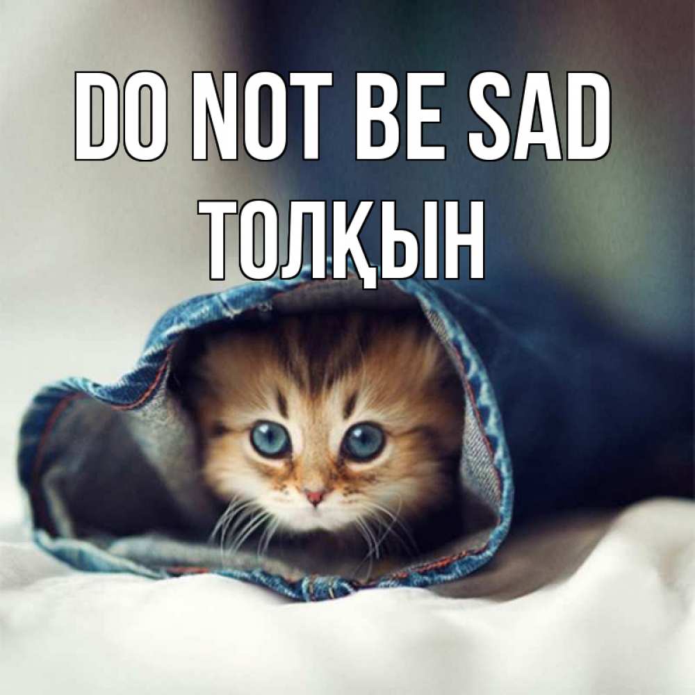 Greetings card с именем, ТОЛҚЫН Do not be sad кот в одежде Greetings with text for free download 
