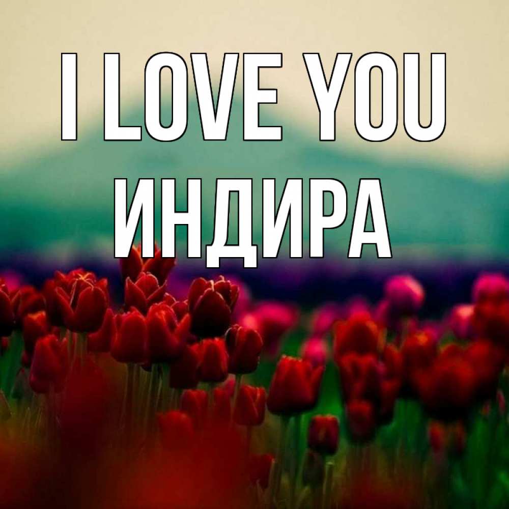 Greetings card с именем, ИНДИРА I love you тюльпаны 4 Greetings with text for free download 