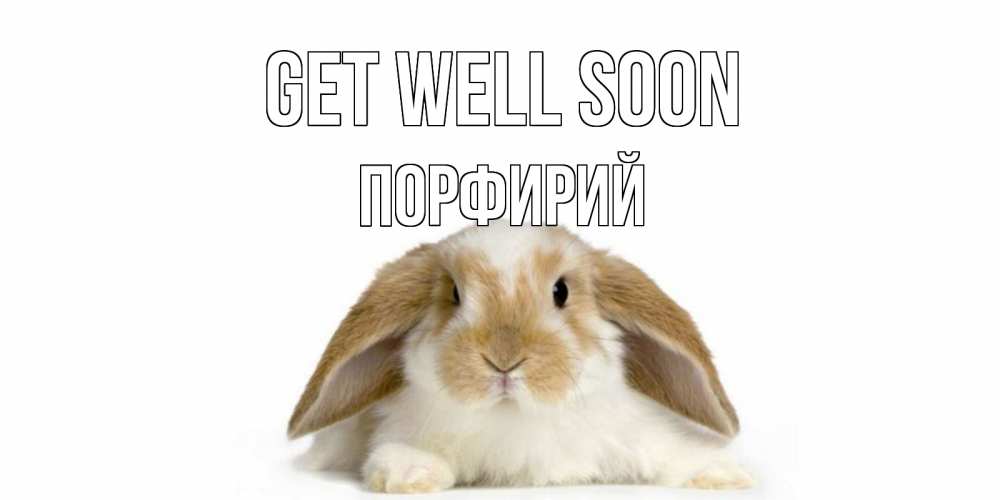 Greetings card с именем, Порфирий Get well soon вислоухий кролик белого и коричневого цвета Greetings with text for free download 