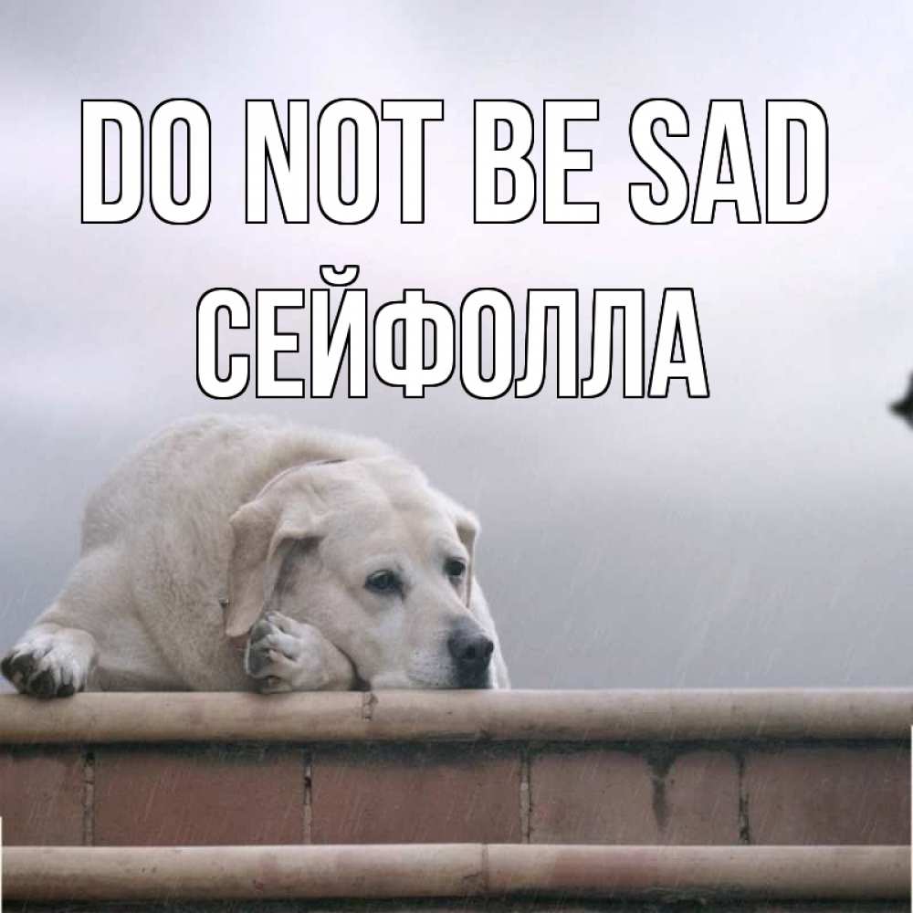 Greetings card с именем, СЕЙФОЛЛА Do not be sad белый пес 1 Greetings with text for free download 