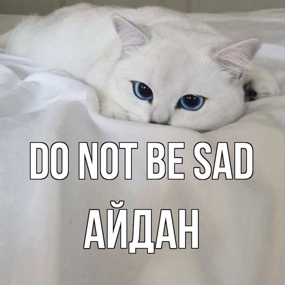 Greetings card с именем, Айдан Do not be sad белый кот с голубыми глазами на белоснежной кровати Greetings with text for free download 