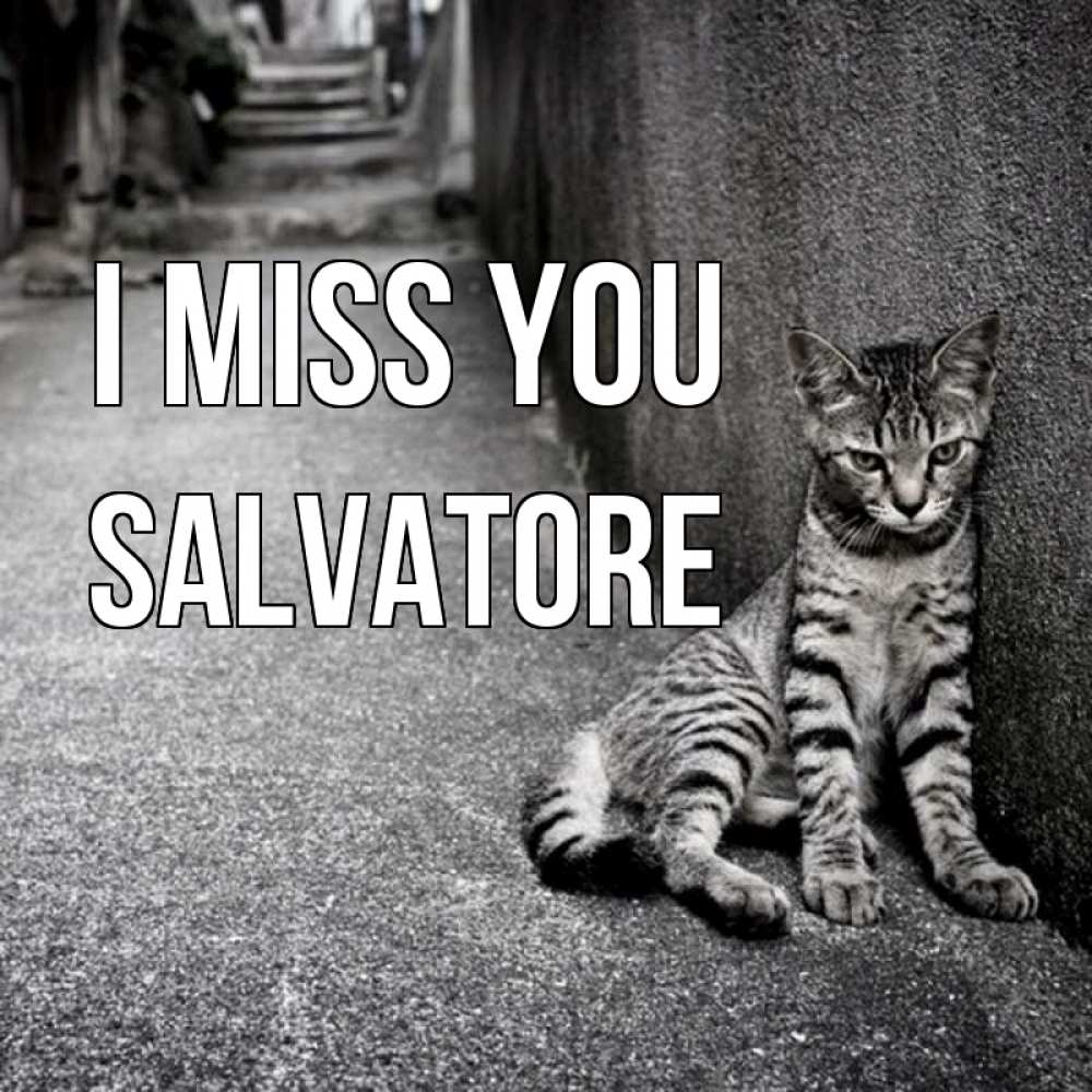 Greetings card с именем, Salvatore I miss you одиноко котику Greetings with text for free download 