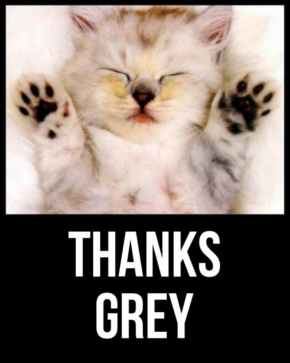 Greetings card с именем, Grey Thanks маленький котенок Greetings with text for free download 