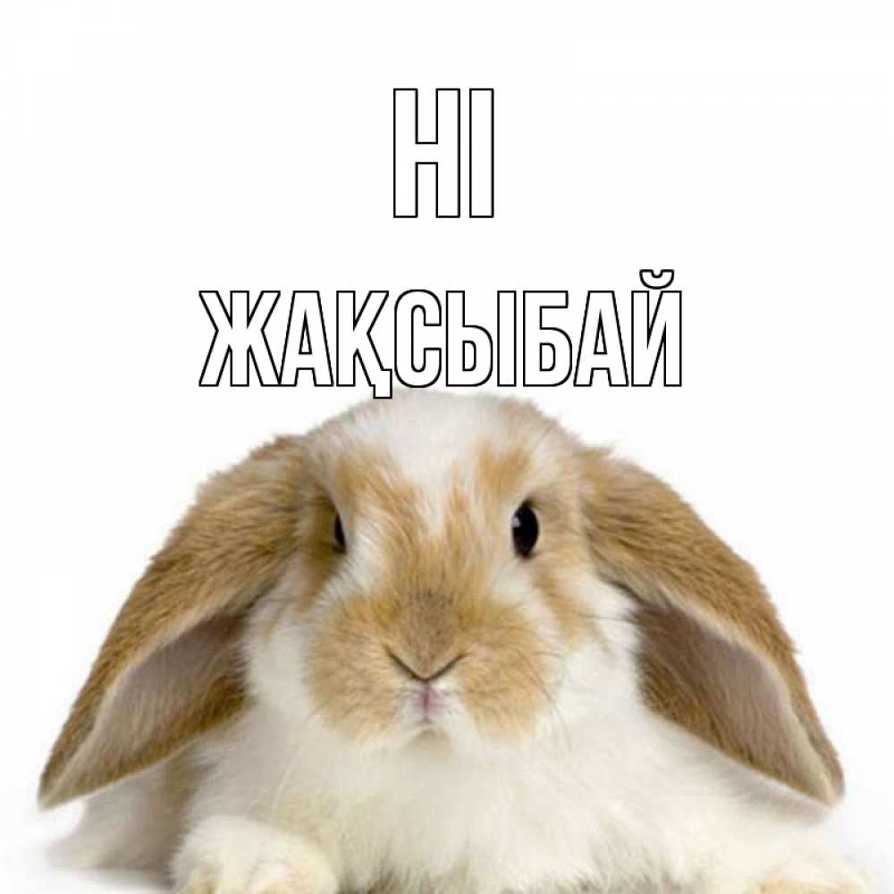 Greetings card с именем, Жақсыбай Hi с животными Greetings with text for free download 