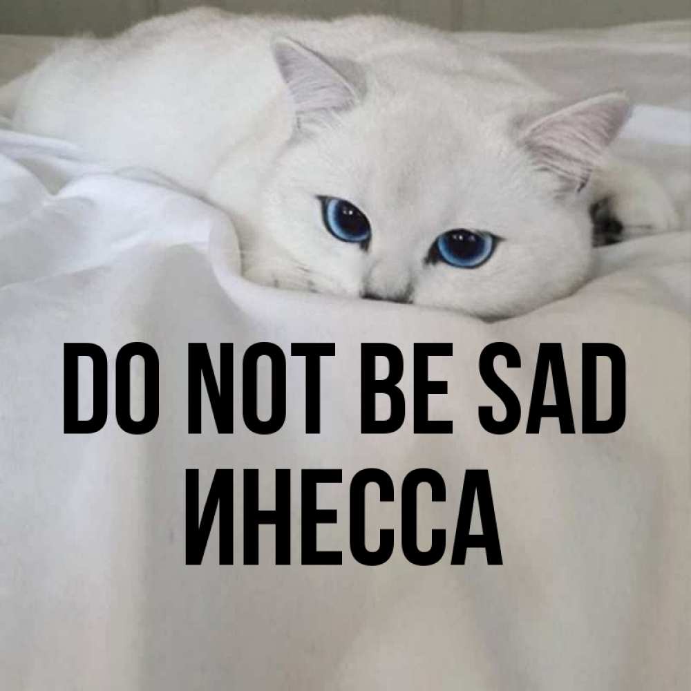 Greetings card с именем, Инесса Do not be sad Голубоглазая кошка Greetings with text for free download 