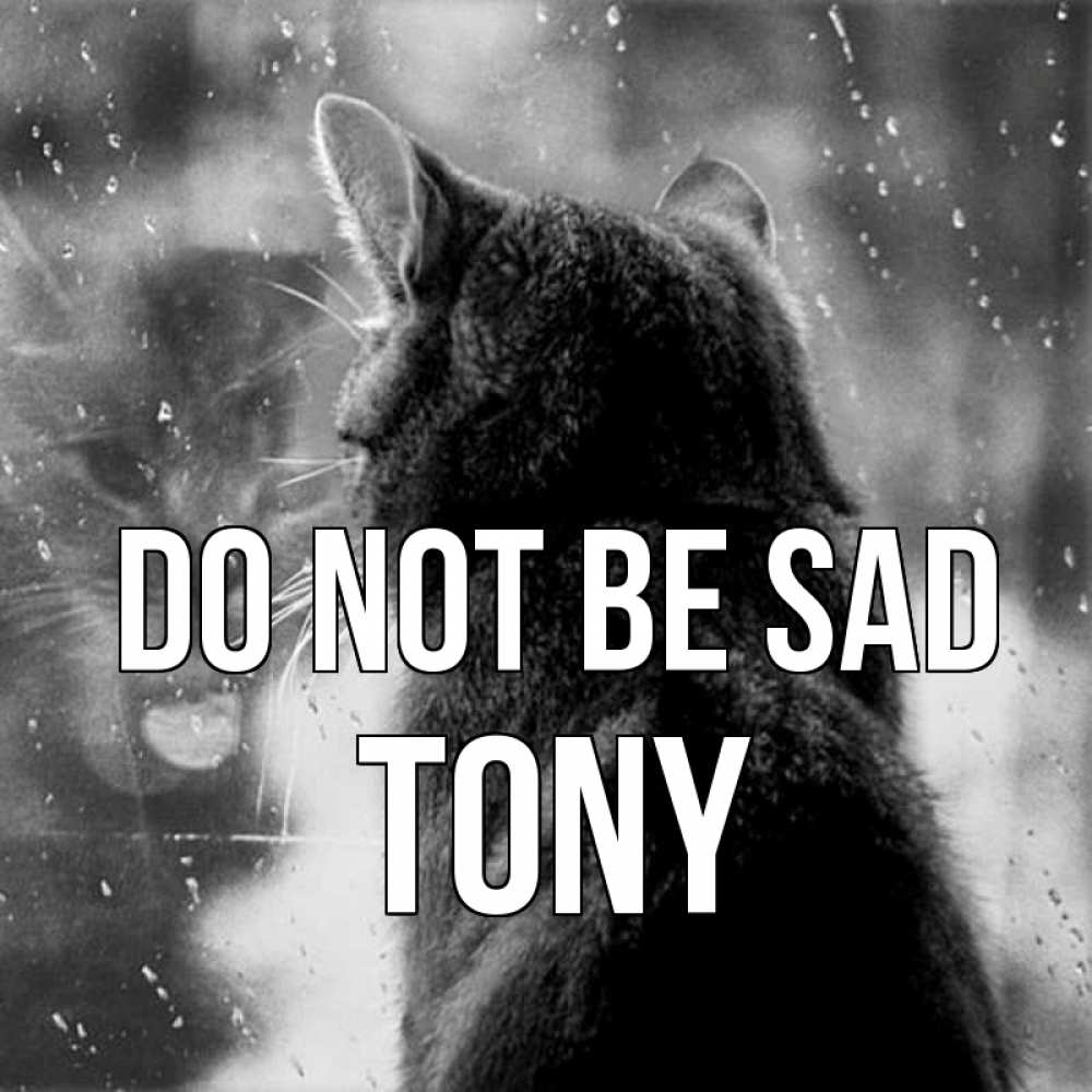 Greetings card с именем, Tony Do not be sad отражение кота 1 Greetings with text for free download 