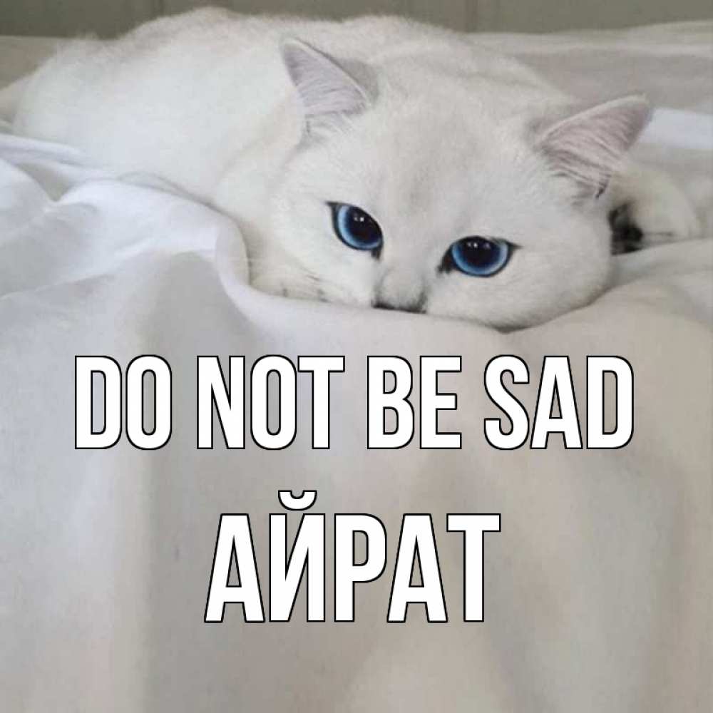 Greetings card с именем, Айрат Do not be sad белый кот с голубыми глазами на белоснежной кровати Greetings with text for free download 