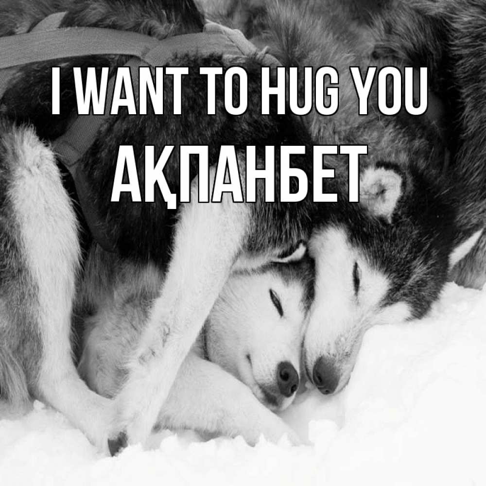 Greetings card с именем, Ақпанбет I want to hug you собачки в упряжке Greetings with text for free download 