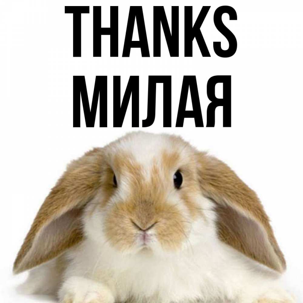 Greetings card с именем, Милая Thanks коричнево белый заяц Greetings with text for free download 
